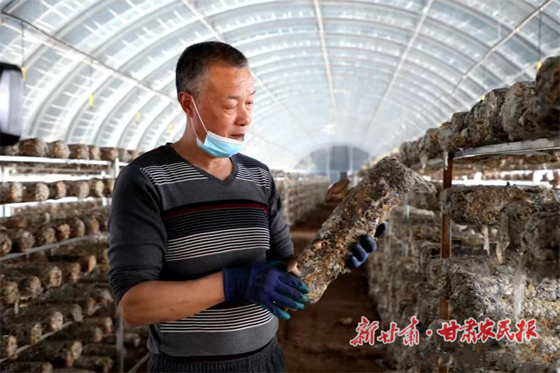 华池：香菇棚里采摘忙