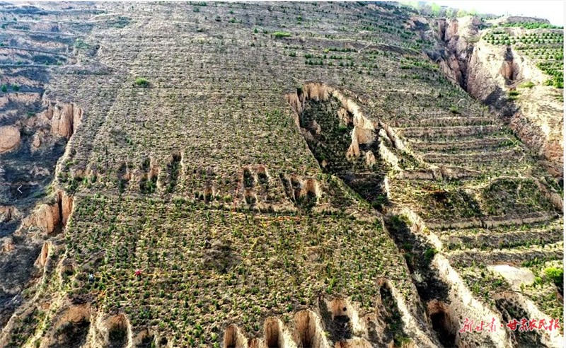 麦积区2022年造林绿化工作成效显著