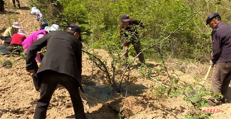 麦积区花牛镇沽沱村：发展特色产业 助力乡村振兴