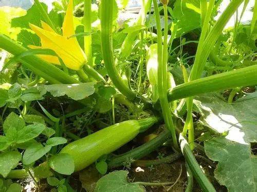 西葫芦心叶黑褐色， 是什么病害？