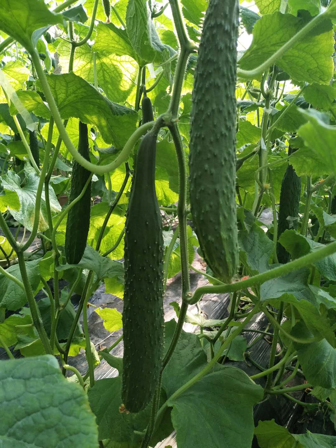 黄瓜打弯怎么办？