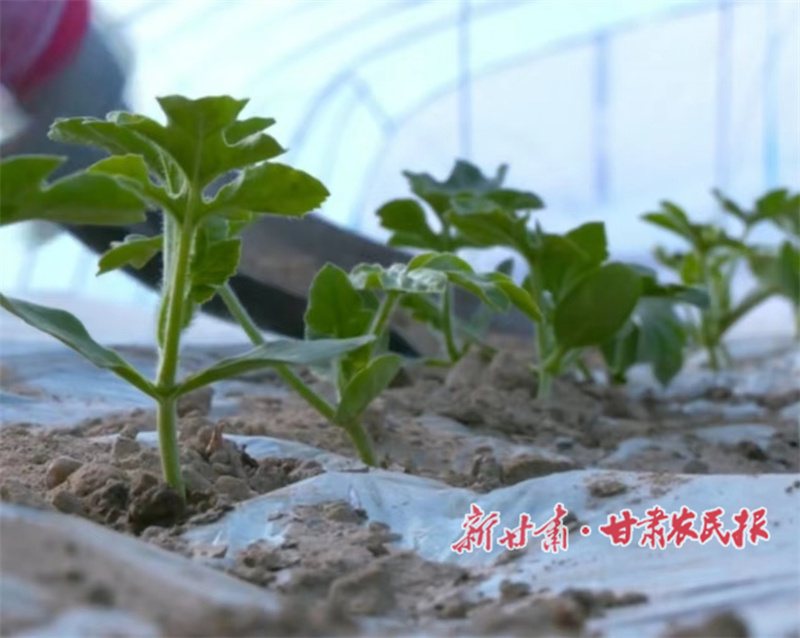 肃州区：产业兴旺富民路 沙滩变成黄金地