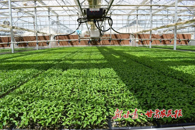 肃州：科技育苗助力“菜篮子”提质增效