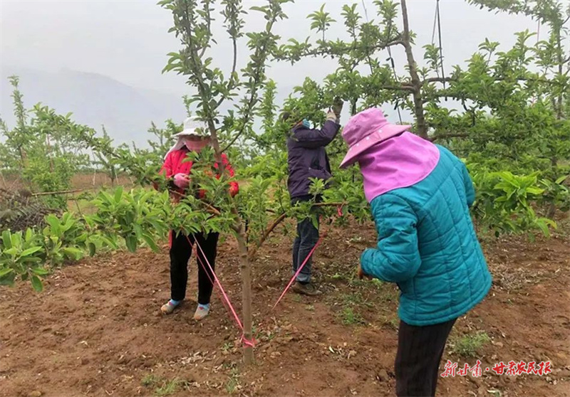 麦积区花牛镇：壮大农村集体经济 推动乡村共同富裕