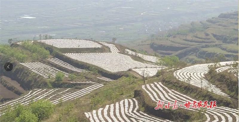 麦积区新阳镇：昔日撂荒地 今朝希望田