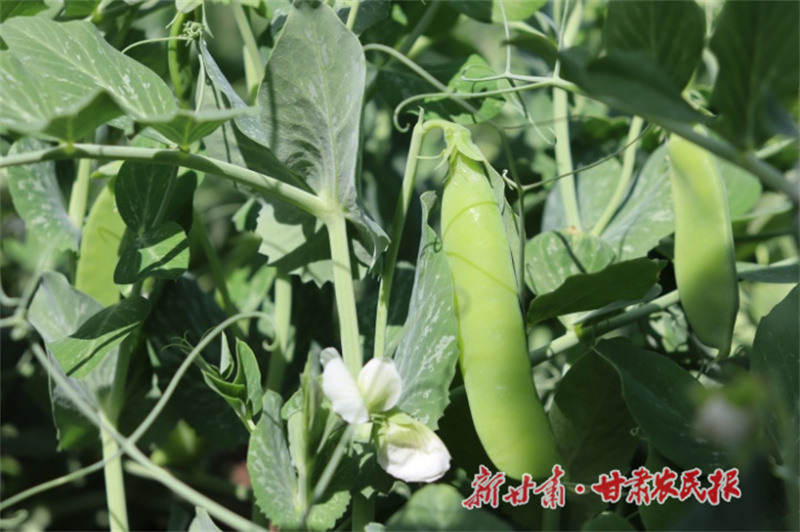 肃州：钢架大棚蔬菜长势喜人