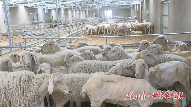 鼓了“钱袋子” ——“聚焦甘肃三农这五年”系列报道之二