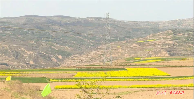 麦积区花牛镇：科技助力大豆玉米带状复合种植实现“一地双收”