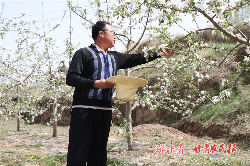 静宁：“花蛋蛋”变成“金蛋蛋”