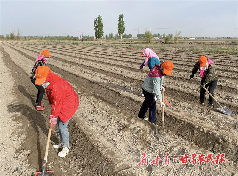 肃州：小小合作社 引领群众增收致富“加速跑”