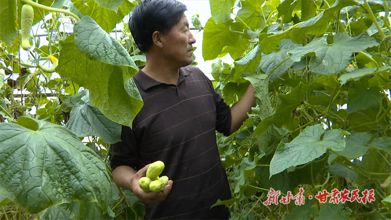 合水：广袤沃野种下“绿色”希望