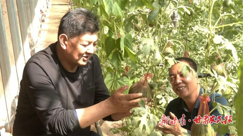 扎根农业 满腔热情——记古浪县园艺技术工作站农艺师陈立宏