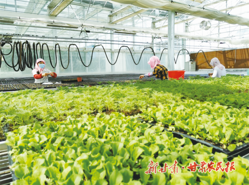 满了“菜篮子” ——“聚焦甘肃三农这五年”系列报道之四