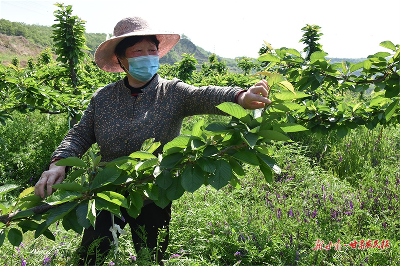 麦积区西湖湾村：人居环境展新貌 产业发展促振兴