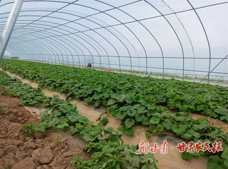 肃州区：小梨瓜成就致富增收“甜蜜事业”