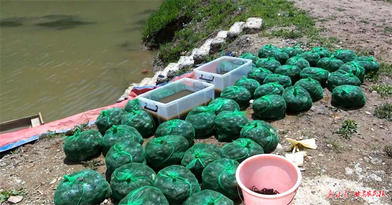 秦州区：6万只蟹宝宝入住“新家” 培育致富新产业