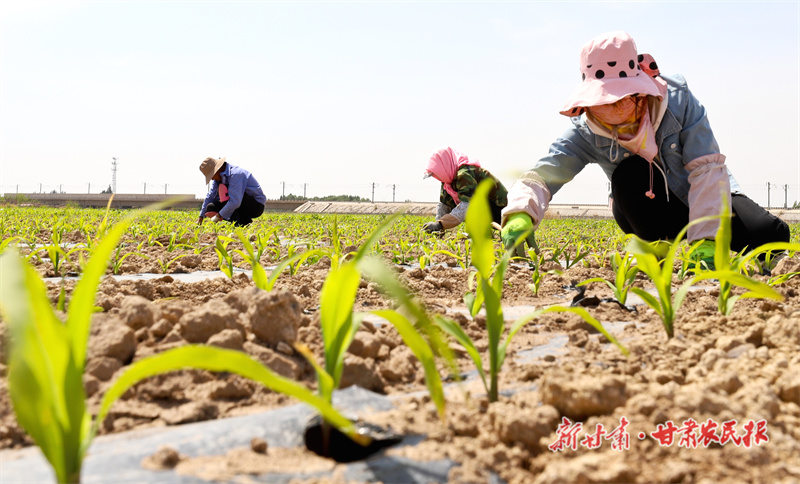 育出“好种子”——“聚焦甘肃三农这五年”系列报道之六