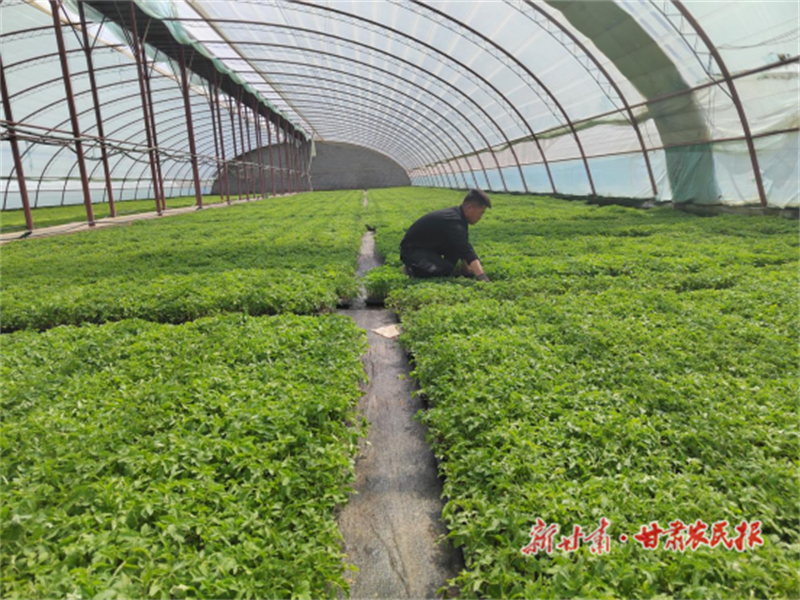临泽县：设施农业托起群众“致富梦”