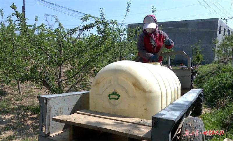 秦州区中梁镇：抢抓农时重管理 多措并举提质效