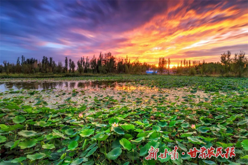 肃州：荷花种植正当时