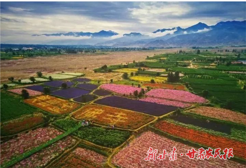 肃州：千亩“花经济” 唱响“致富经”