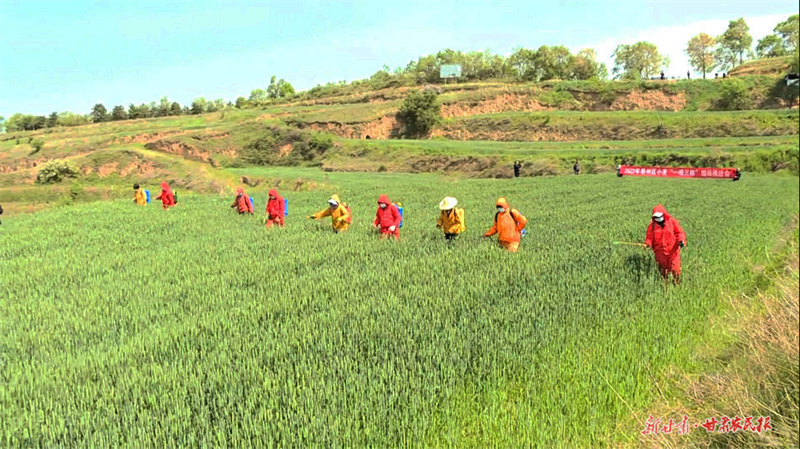 秦州区：开展小麦“一喷三防” 确保夏粮增产增收