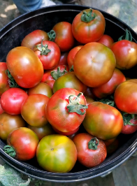 还记得你童年西红柿的味道吗？