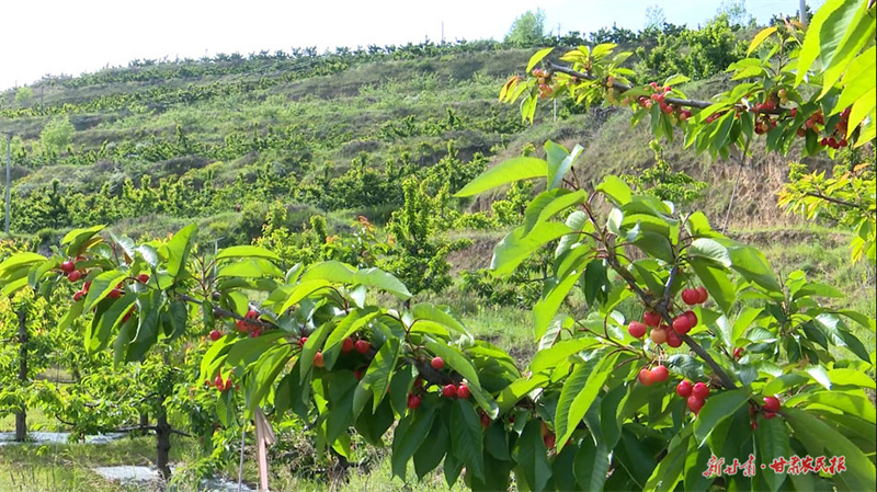 秦州大樱桃陆续上市 邮政助力“抢鲜”直送