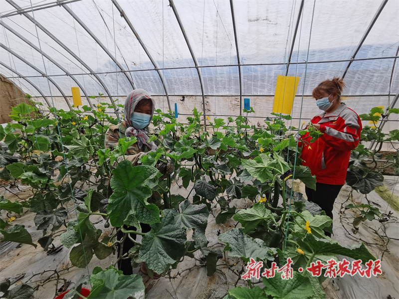 高原夏菜“蔬”写乡村振兴——临夏县大力发展蔬菜产业走笔