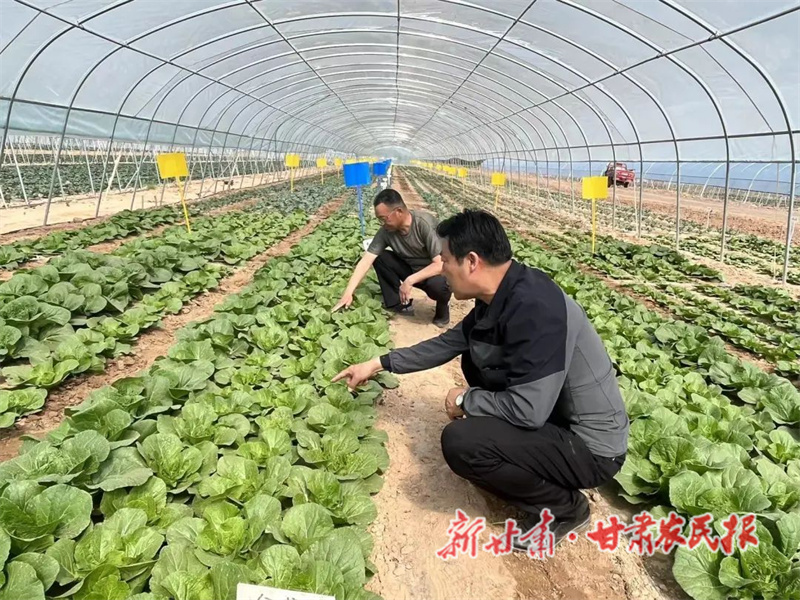 肃州：农技服务“手把手” 致富增收“实打实”