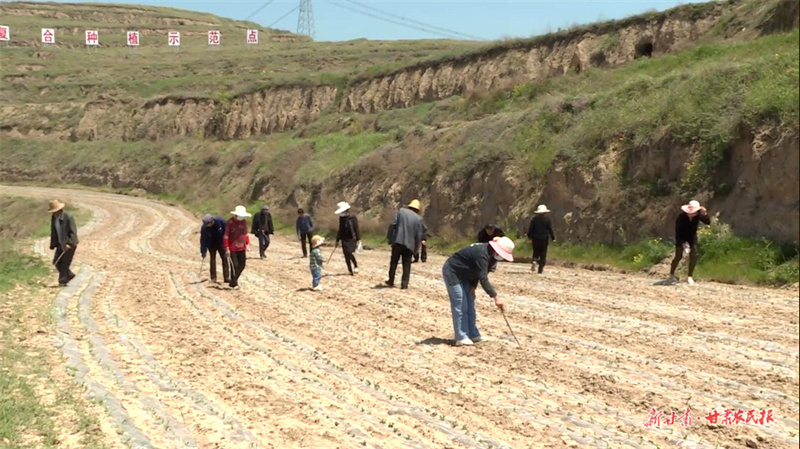 秦州区：撂荒地治理成效显著
