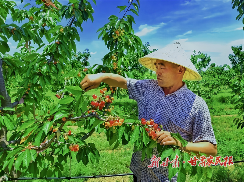 西峰区：“甜樱桃”映红致富路