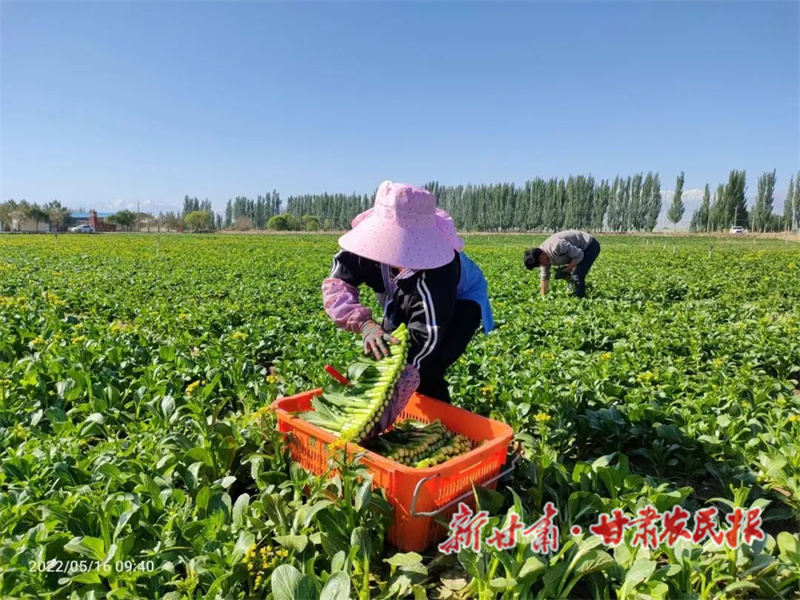 肃州区：千亩高原夏菜喜获丰收