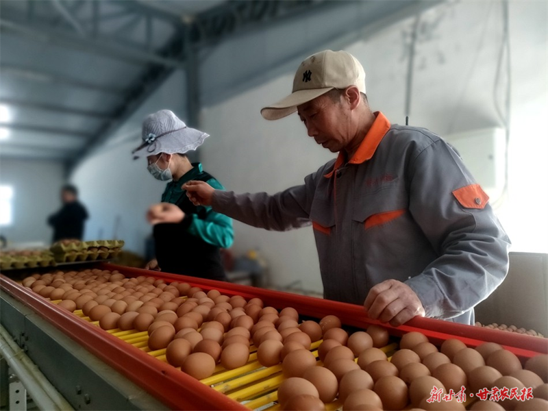 麦积区五龙镇周山村：“智能养鸡”开启现代养殖致富路