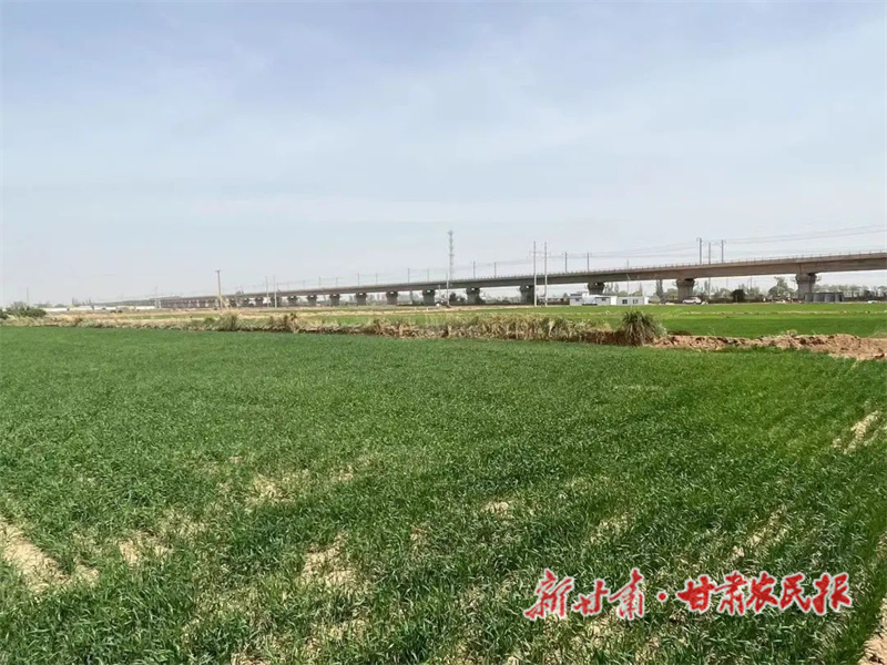 肃州区：小麦长势喜人 夏粮丰收在望