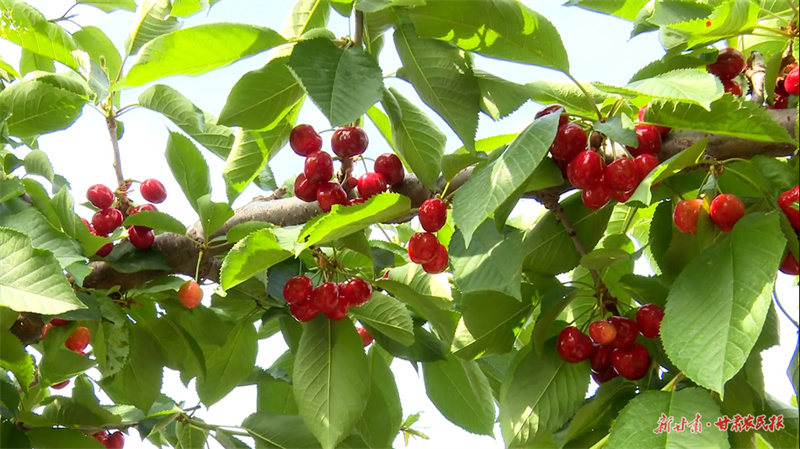 秦州区镇村干部群众热议省第十四次党代会报告