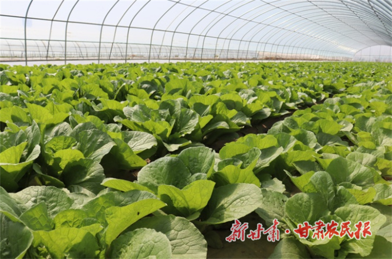 肃州：丰富“菜篮子” 鼓足“钱袋子”