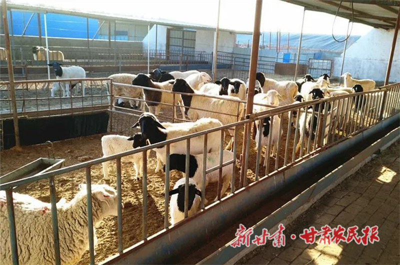 肃州区：党建引领 赋能产业高质量发展