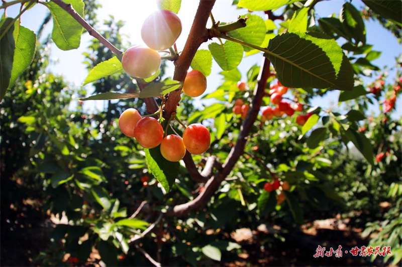 秦州区玉泉镇：“小樱桃”激活乡村振兴“大产业”