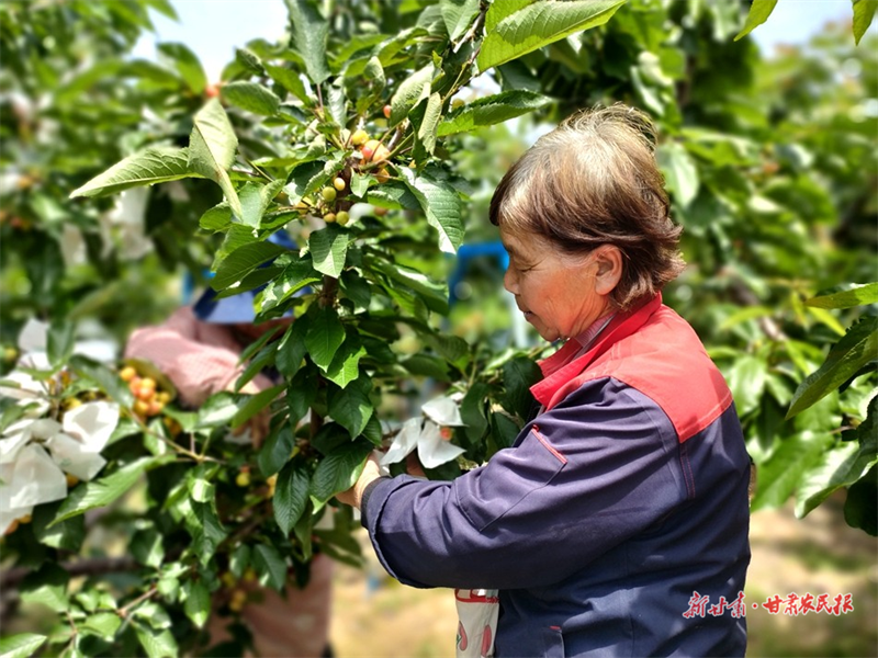 麦积区渭南镇马王村：樱桃穿新衣 提质促增收