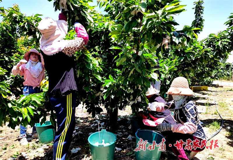 麦积区新阳镇胡家大庄村：樱桃树上结出“致富果”