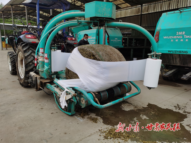 “粮改饲” 肥了牛羊鼓了“钱袋”——广河县打造现代农业产业带走笔