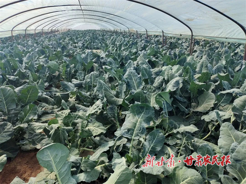 肃州：高原夏菜喜获丰收 农户踏上富“蔬”之路