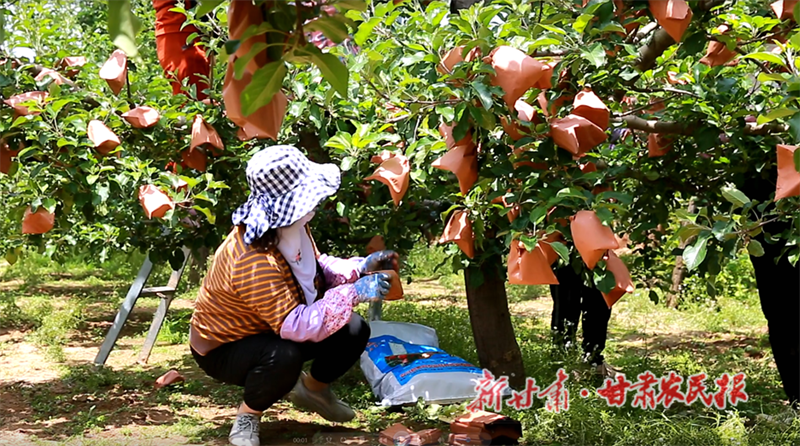 麦积区伯阳镇：农民致富有“密钥”