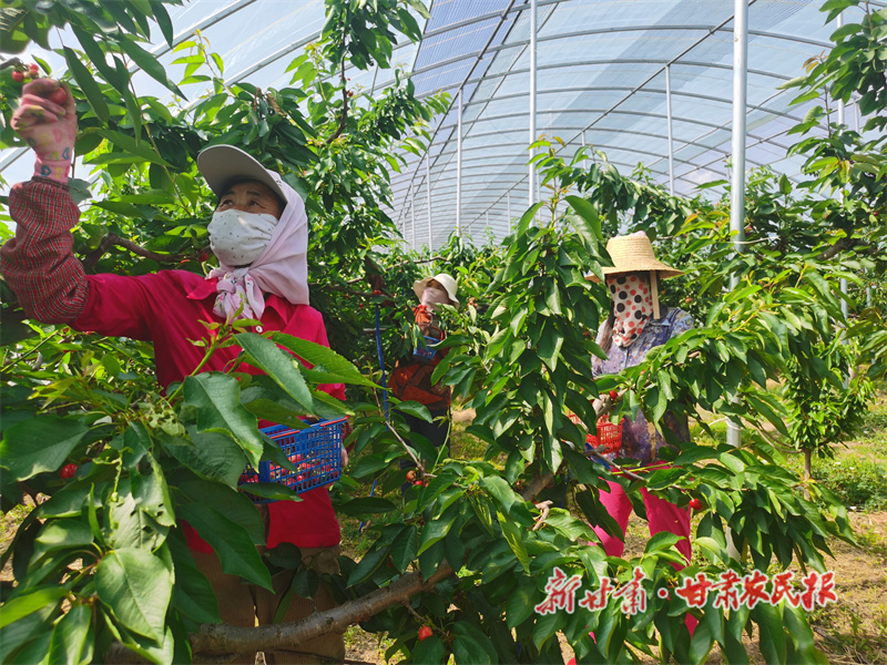 “樱桃小镇”的乡村振兴蝶变