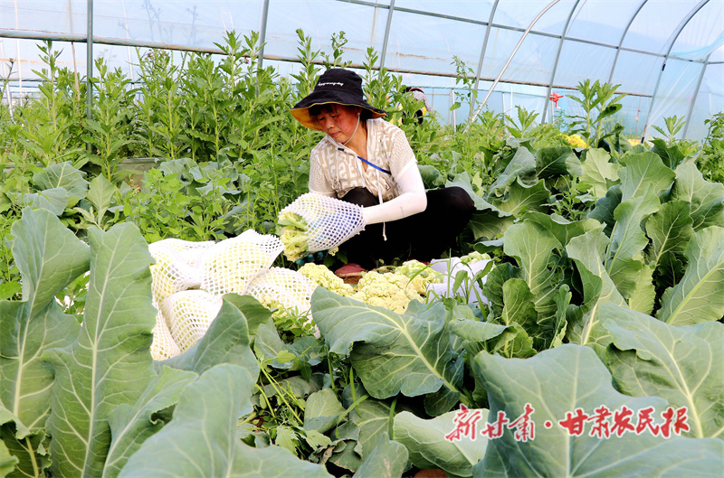 静宁 “订单蔬菜”喜丰收