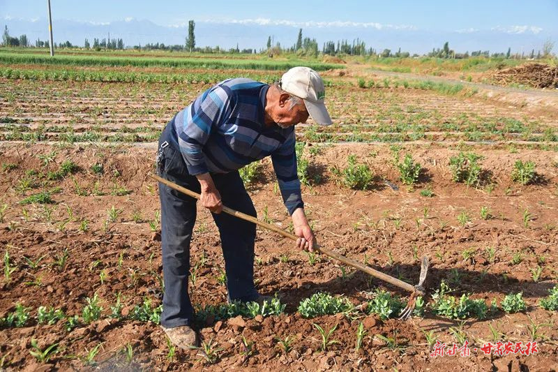 肃州：“三夏”生产忙 丰收有保障
