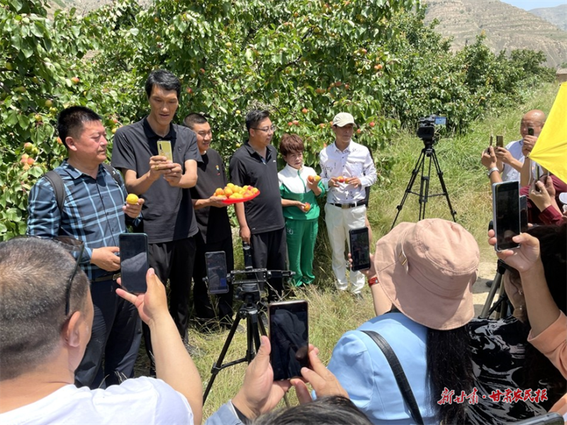 麦积区开展振兴乡村经济 “杏”好有你快手助农活动
