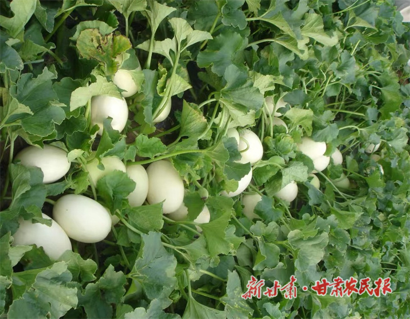 镇原：瓜菜飘香产业兴