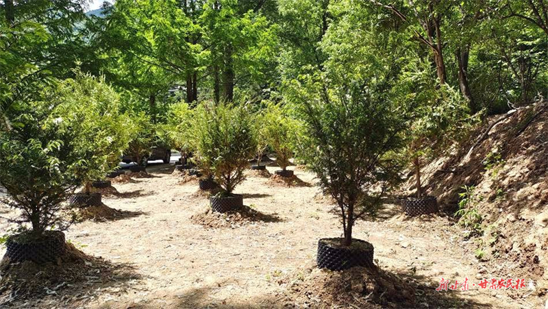 麦积区党川镇：苗木连成片 村民喜开颜